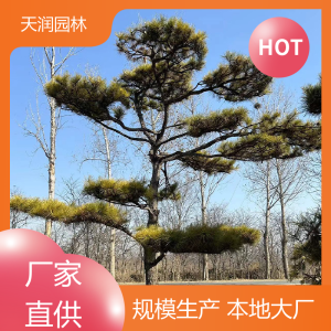 天润园林 绿化装饰 造型松树 后期管护 一条龙服务