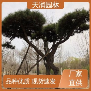 天润直供 绿化装饰 造型松树 后期管护 苗圃面积大
