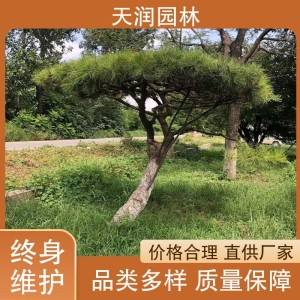天润园林 造型松 后期管护 绿化装饰 苗圃面积大