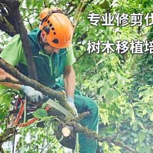 园林绿化_翠琳园林专业园 林绿化_园林景观设计、施工与后期养护